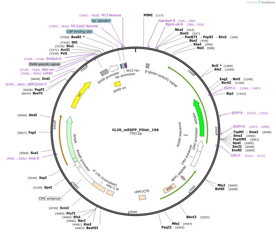 244748-plasmid-map-sequence-id-490787