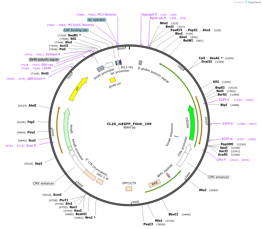 244751-plasmid-map-sequence-id-490788