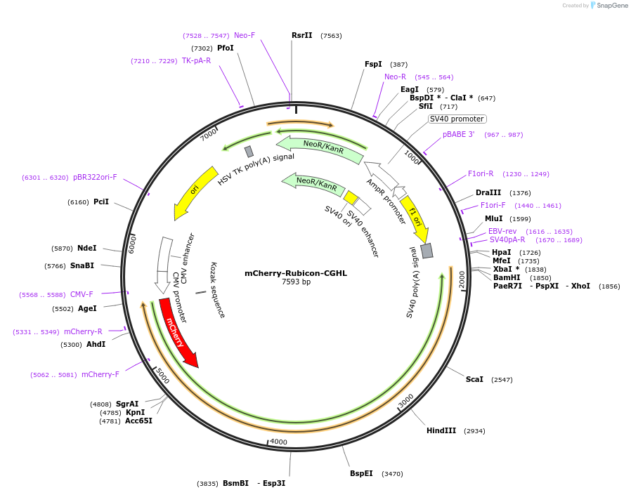 221658-plasmid-map-sequence-id-490789