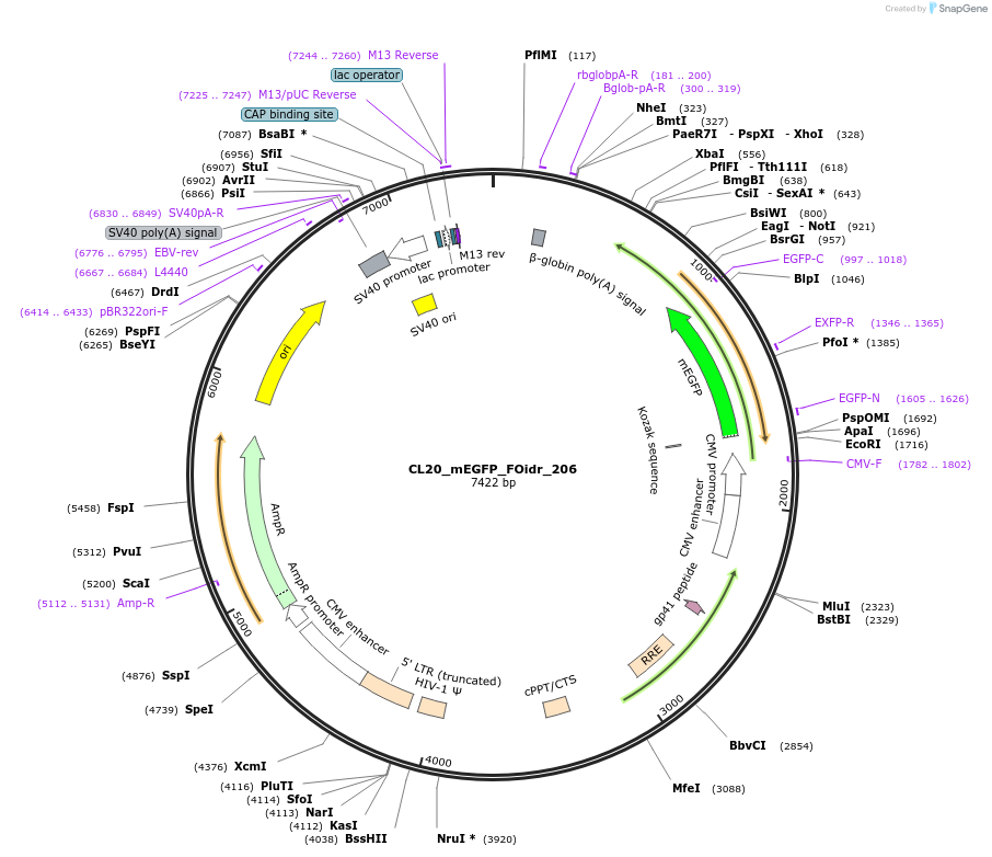 244758-plasmid-map-sequence-id-490790