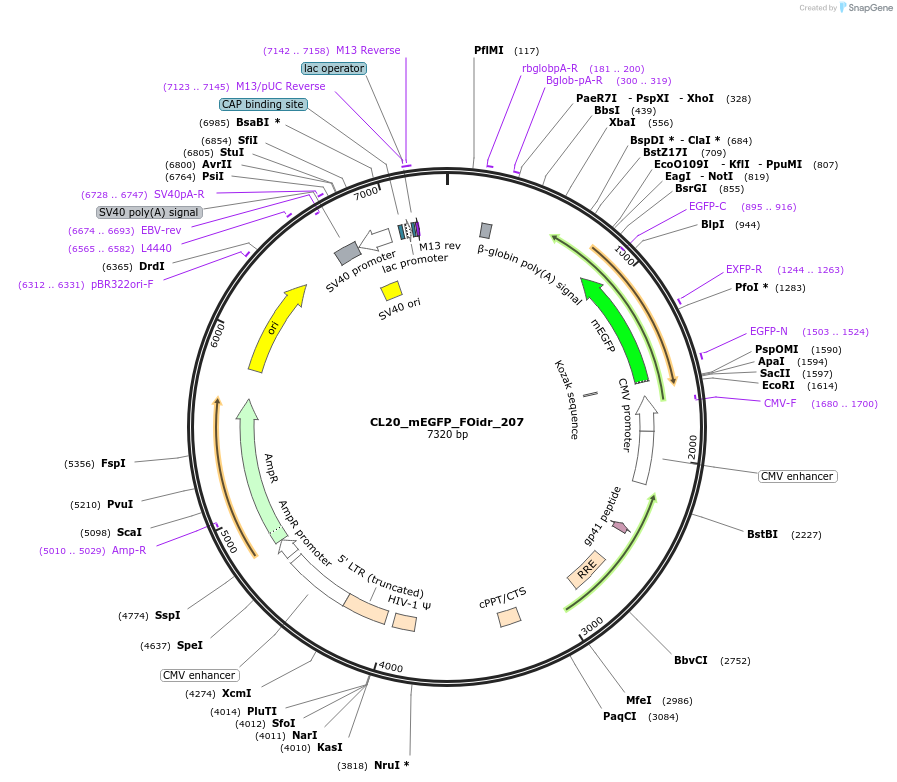 244759-plasmid-map-sequence-id-490791