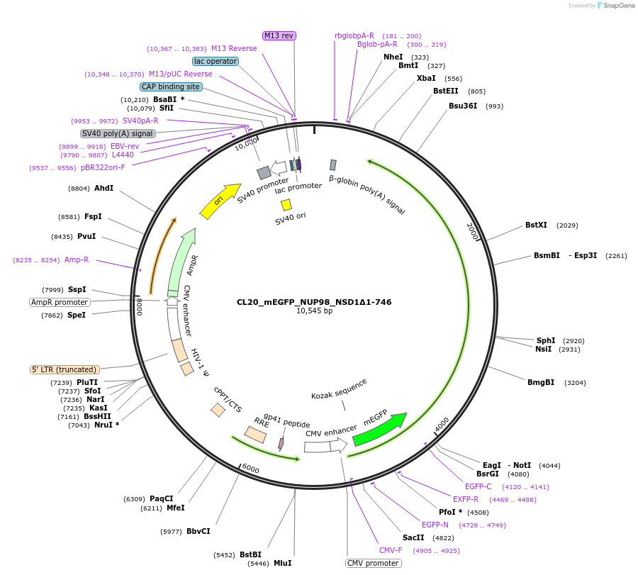 244804-plasmid-map-sequence-id-490794