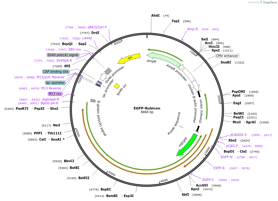 221659-plasmid-map-sequence-id-490795