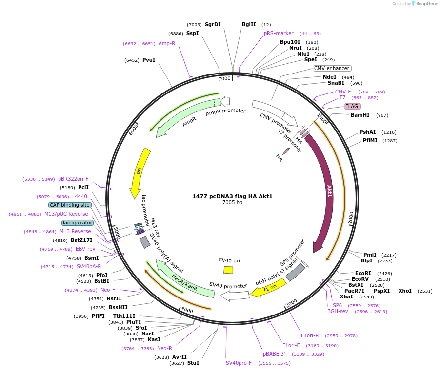 9021-plasmid-map-sequence-id-490796