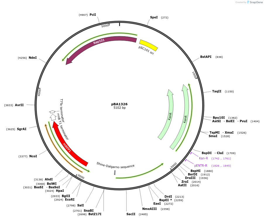 246058-plasmid-map-sequence-id-490797