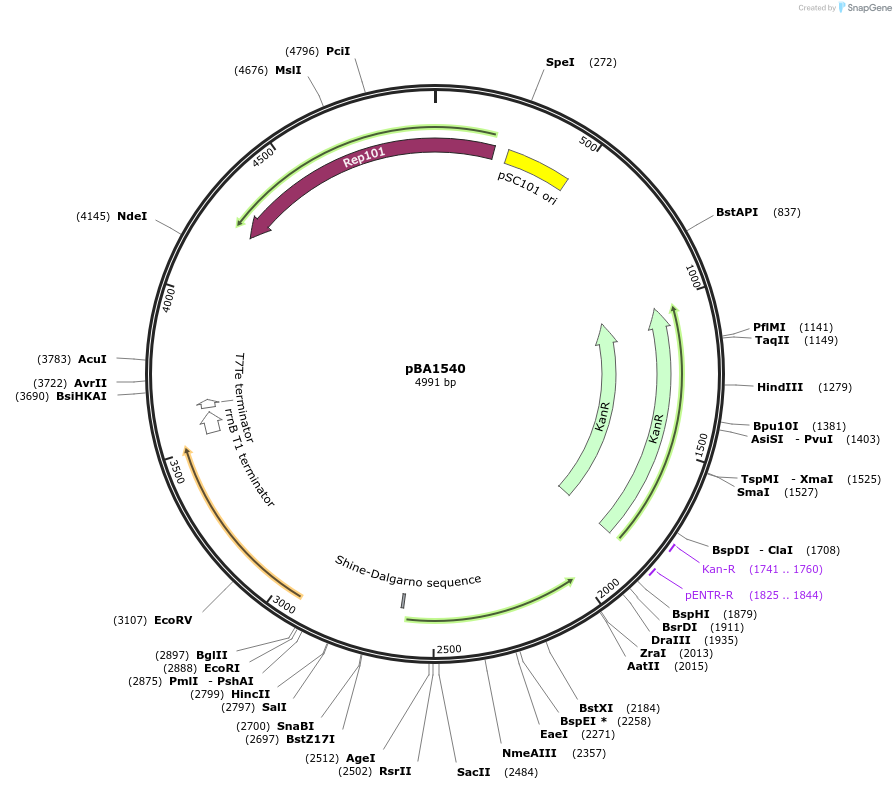 246061-plasmid-map-sequence-id-490798