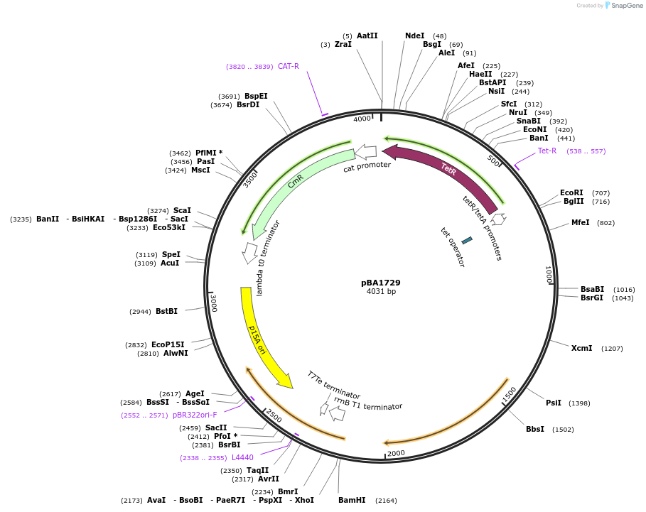 246063-plasmid-map-sequence-id-490799