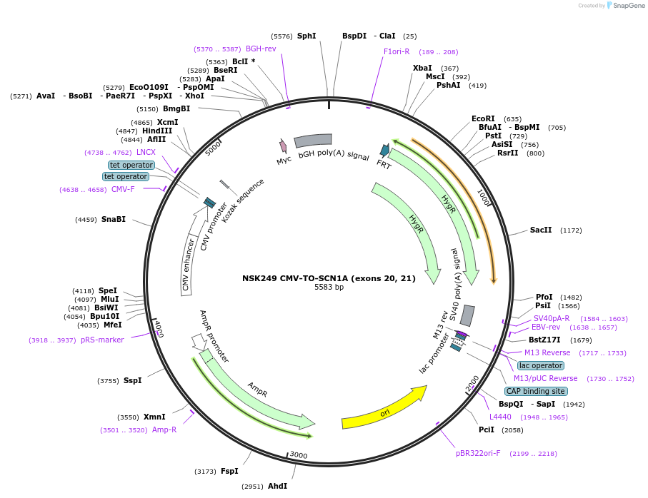 247284-plasmid-map-sequence-id-490820