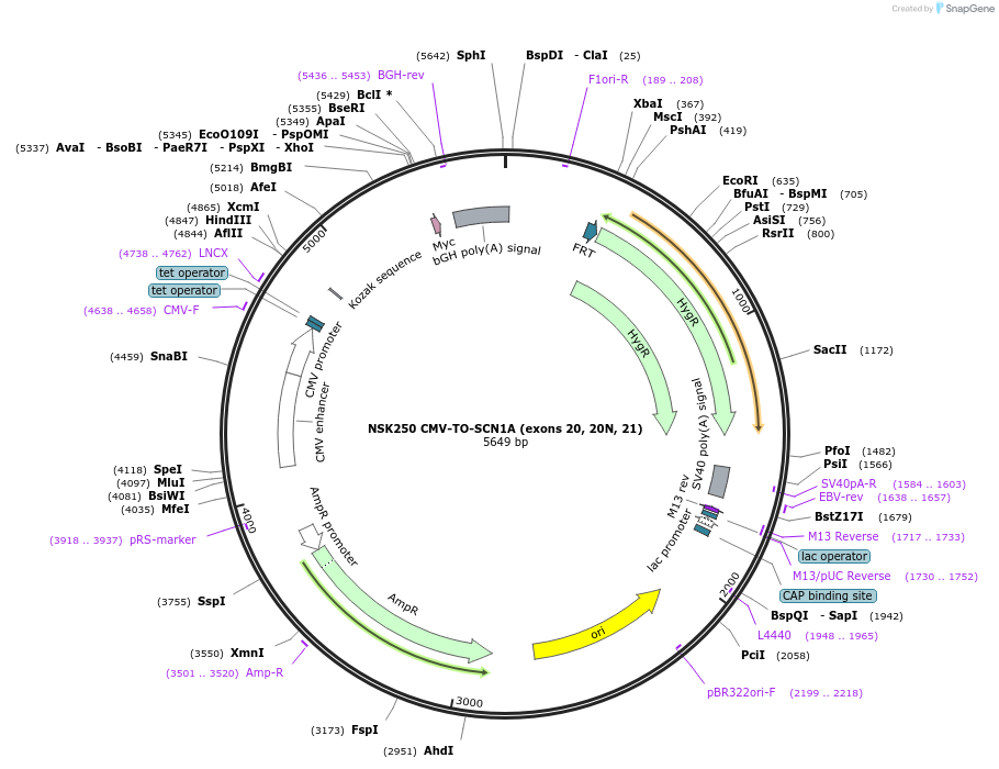 247285-plasmid-map-sequence-id-490824