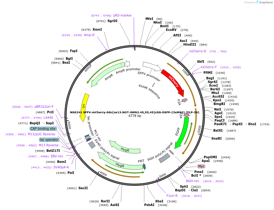 247282-plasmid-map-sequence-id-490826