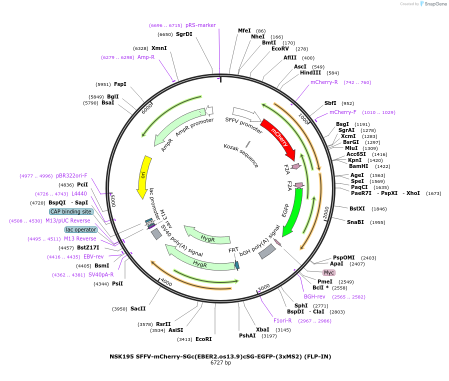 247281-plasmid-map-sequence-id-490828