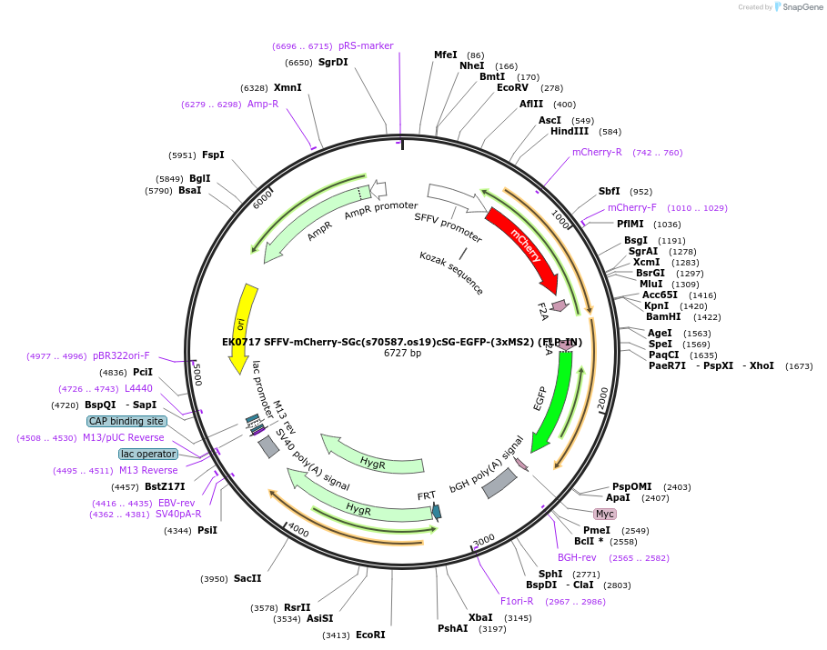 247272-plasmid-map-sequence-id-490829