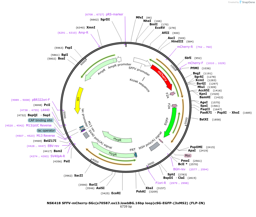 247289-plasmid-map-sequence-id-490830