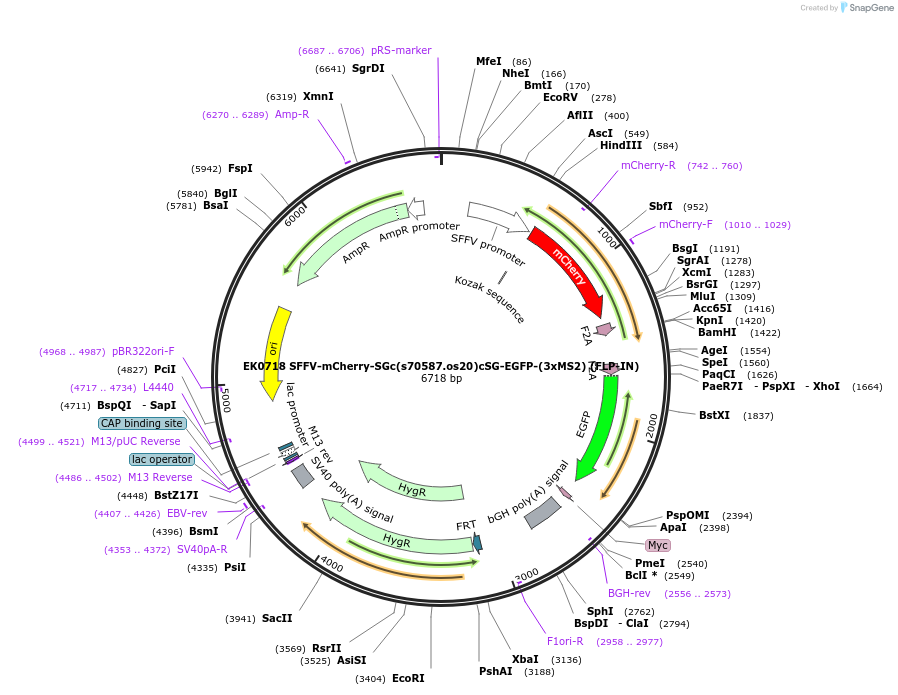 247273-plasmid-map-sequence-id-490831