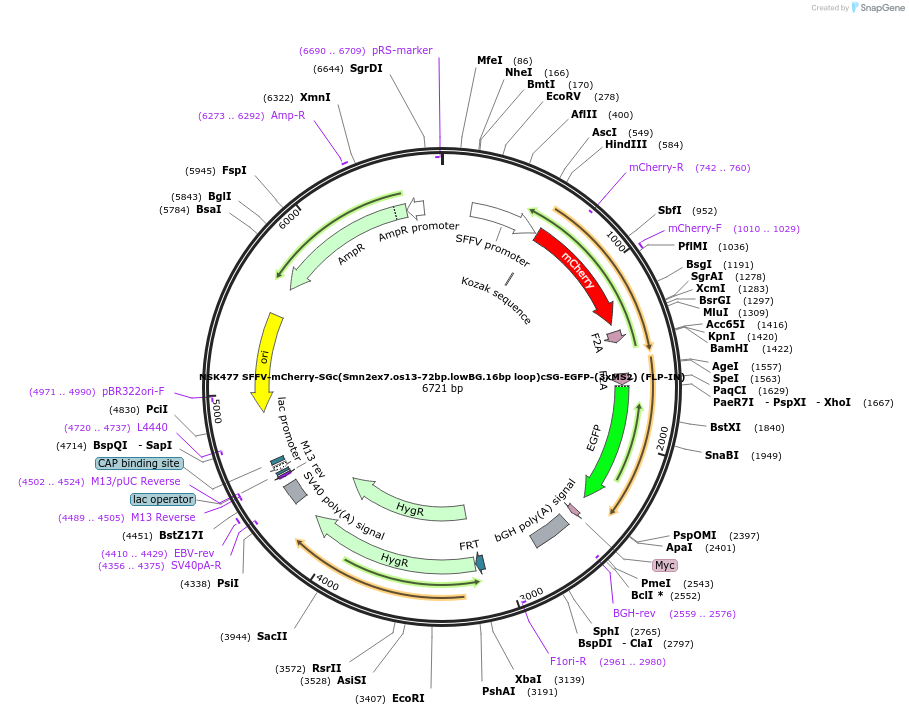 247291-plasmid-map-sequence-id-490833