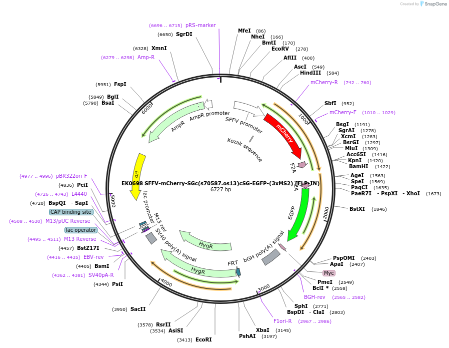 247270-plasmid-map-sequence-id-490835