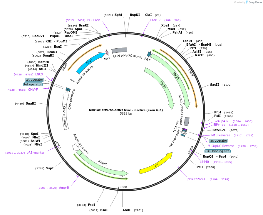 247275-plasmid-map-sequence-id-490836