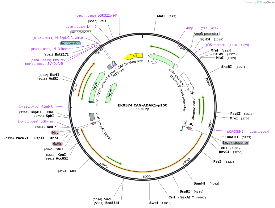 247268-plasmid-map-sequence-id-490837