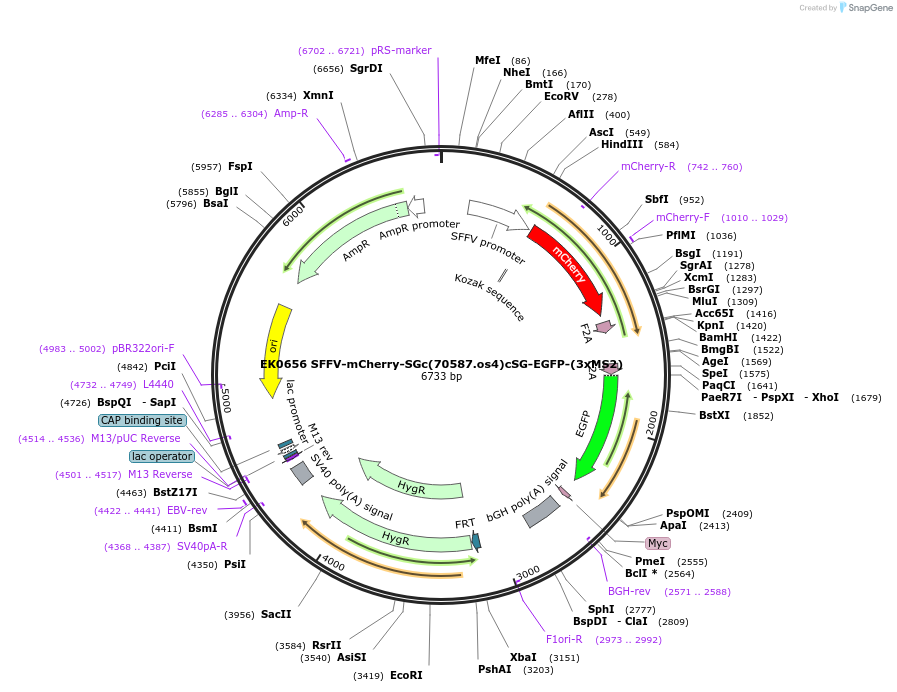 247269-plasmid-map-sequence-id-490838