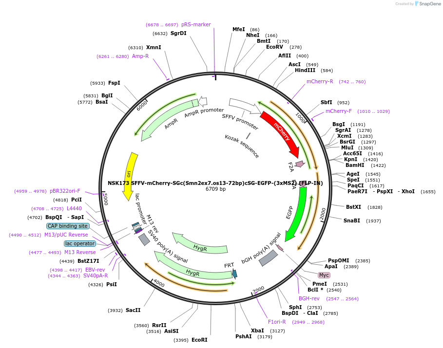 247277-plasmid-map-sequence-id-490839