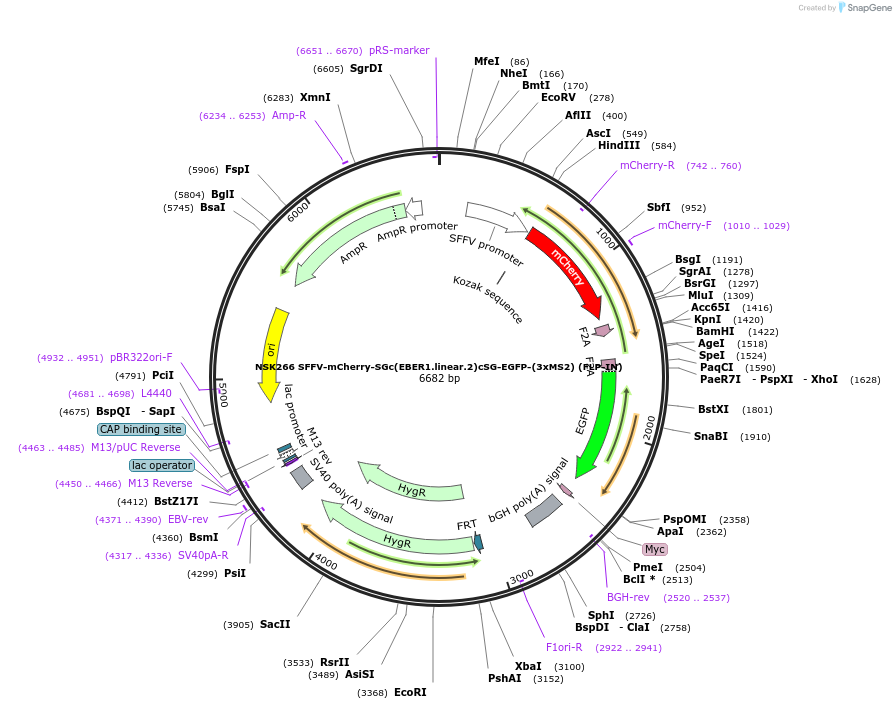 247287-plasmid-map-sequence-id-490840