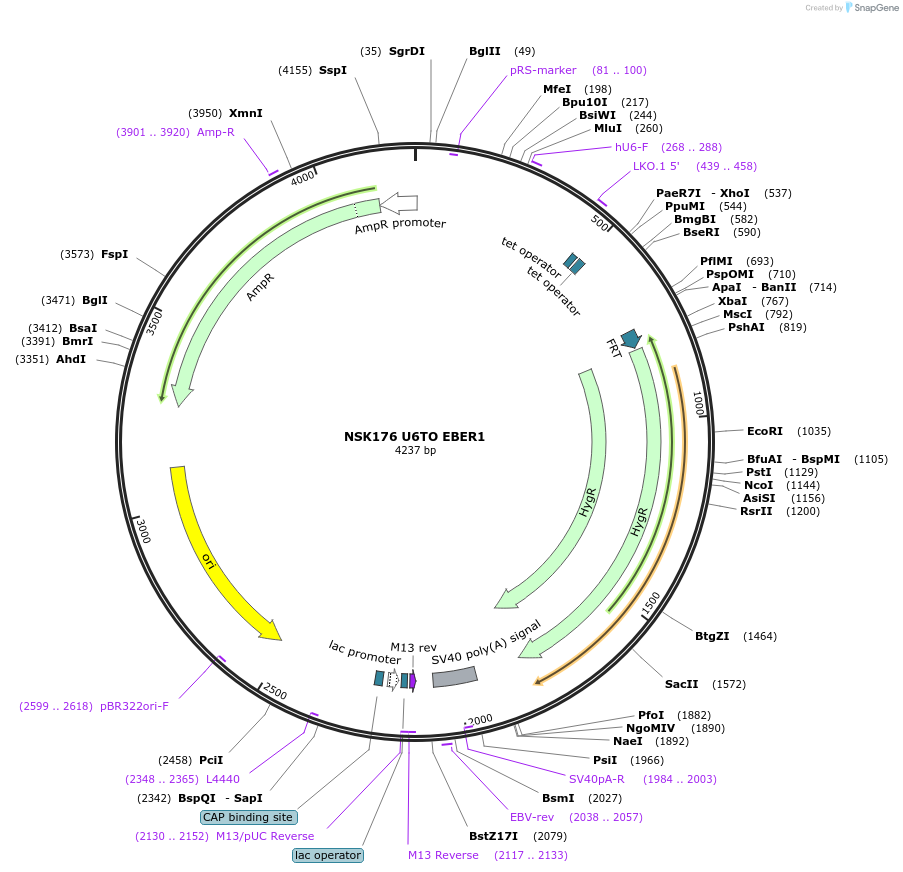 247278-plasmid-map-sequence-id-490842