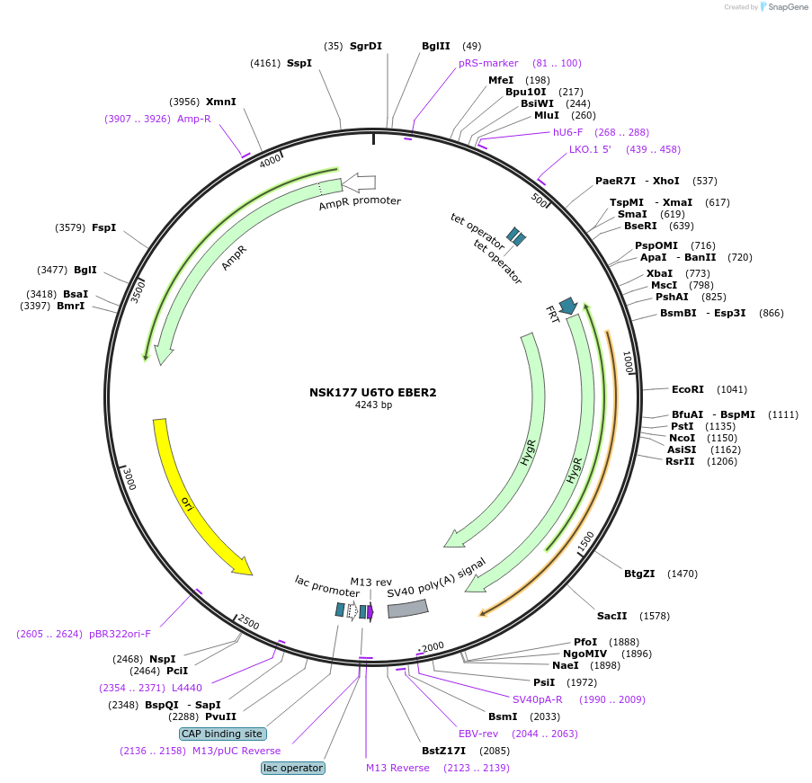 247279-plasmid-map-sequence-id-490843