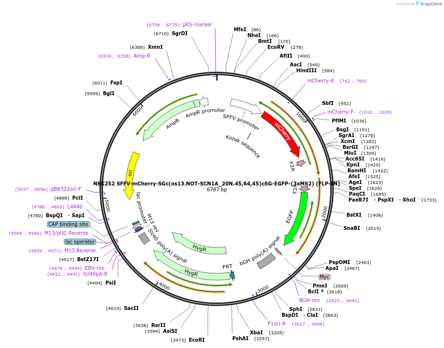 247286-plasmid-map-sequence-id-490845