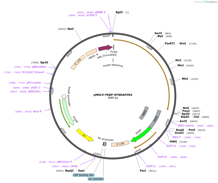 221311-plasmid-map-sequence-id-490853