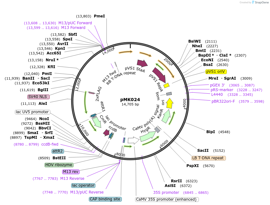 236571-plasmid-map-sequence-id-490905