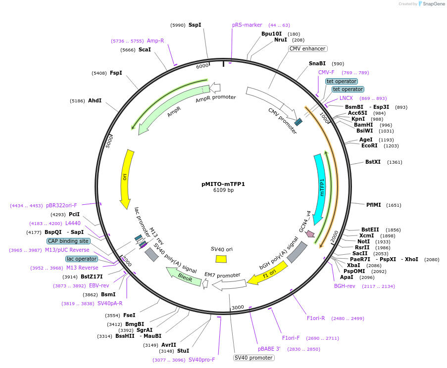 244030-plasmid-map-sequence-id-490906