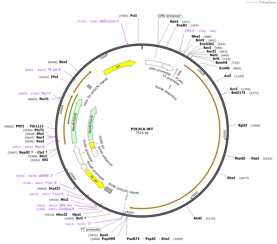 16643-plasmid-map-sequence-id-490911