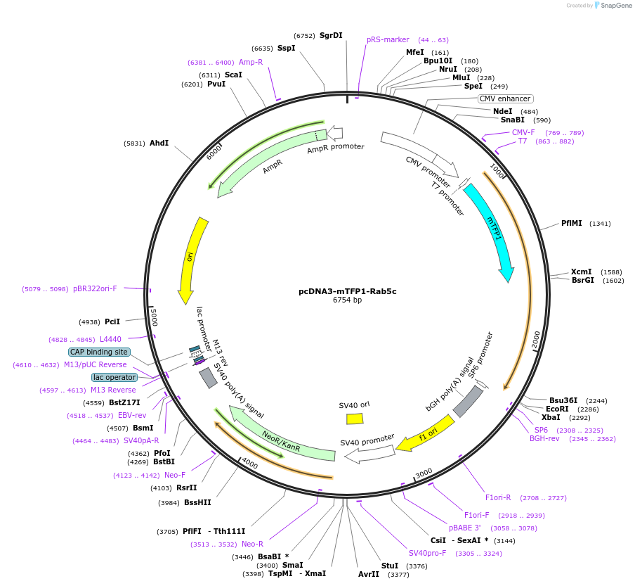 244031-plasmid-map-sequence-id-490927