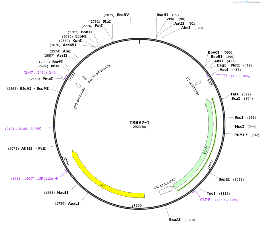 237923-plasmid-map-sequence-id-490936