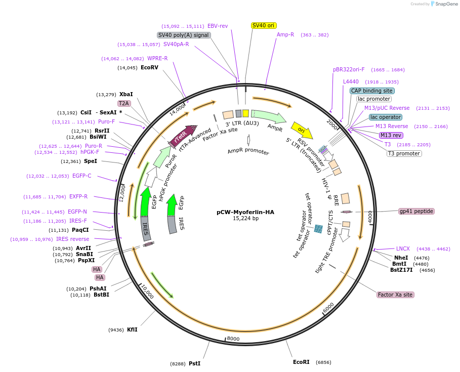 247440-plasmid-map-sequence-id-490943