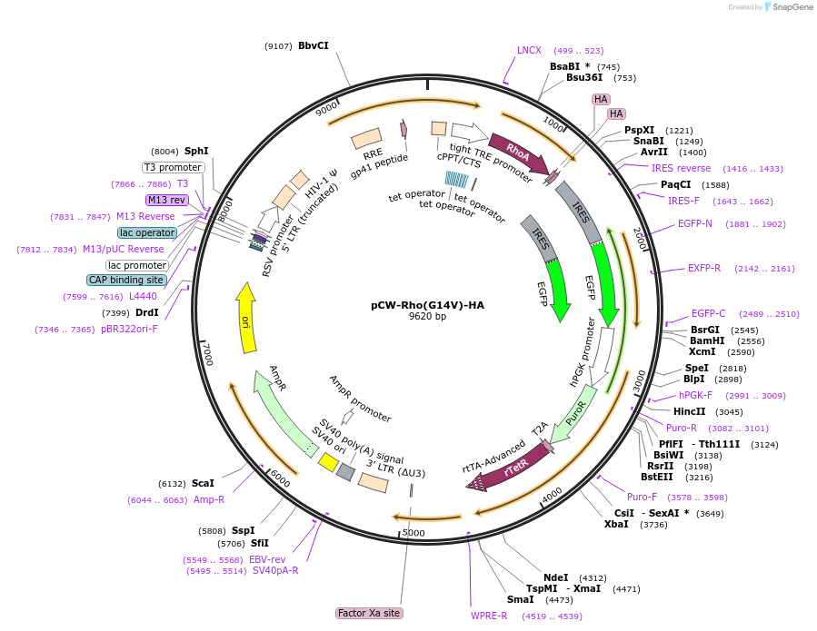 247437-plasmid-map-sequence-id-490945