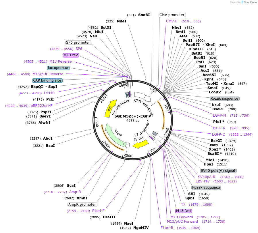 65206-plasmid-map-sequence-id-490956