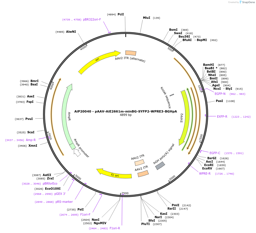 243049-plasmid-map-sequence-id-490975