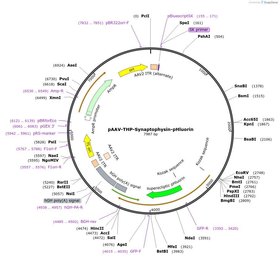 242903-plasmid-map-sequence-id-490989