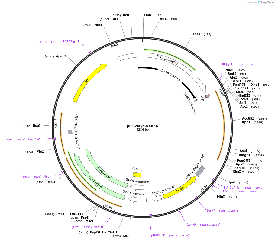 245356-plasmid-map-sequence-id-491003
