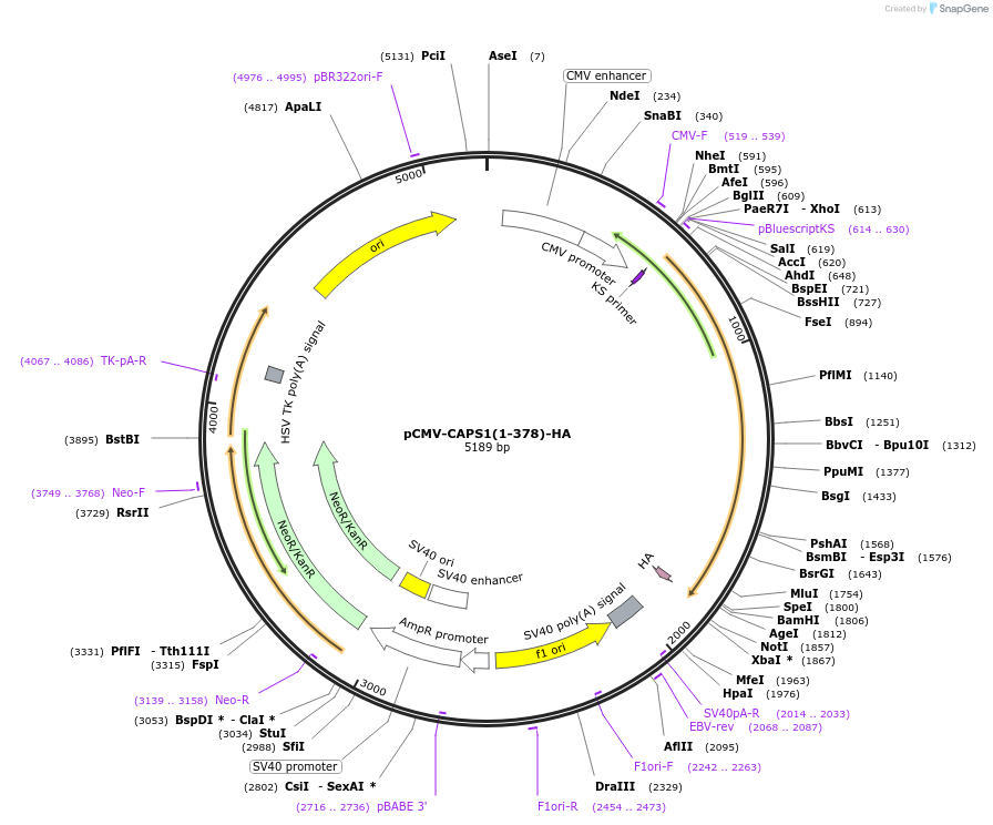 245351-plasmid-map-sequence-id-491009