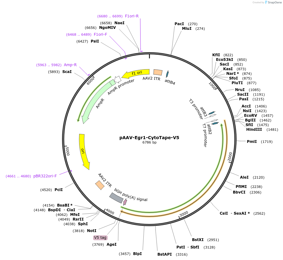 239428-plasmid-map-sequence-id-491021