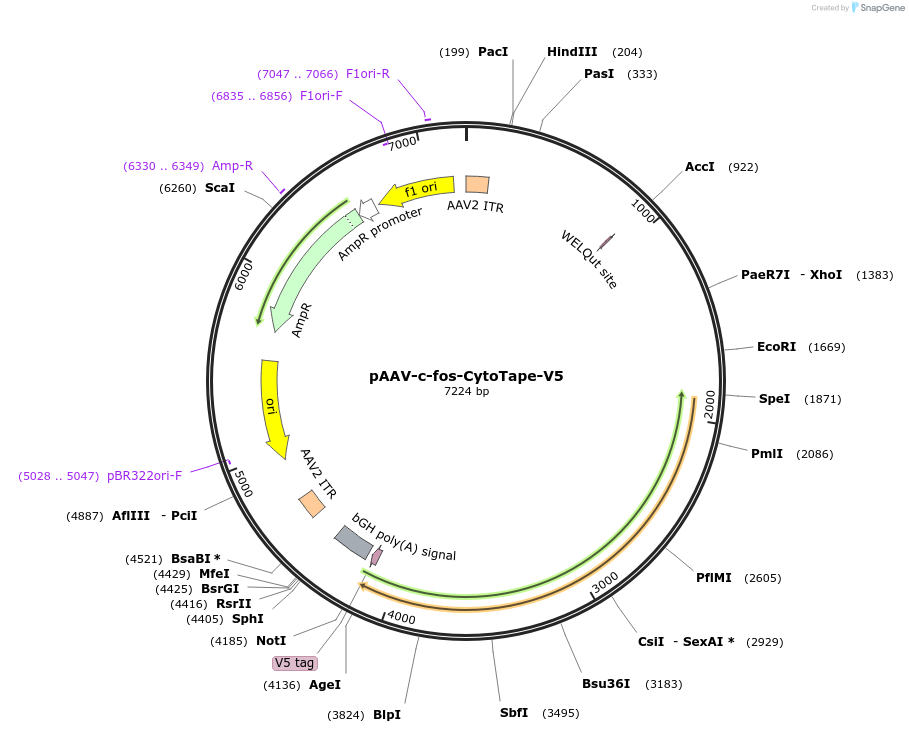 239429-plasmid-map-sequence-id-491026