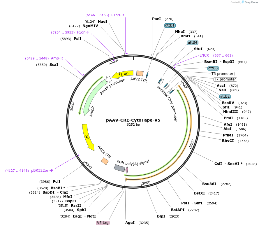 239430-plasmid-map-sequence-id-491027