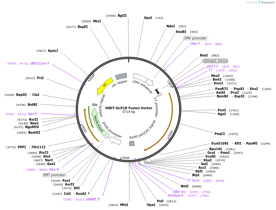 238559-plasmid-map-sequence-id-491033