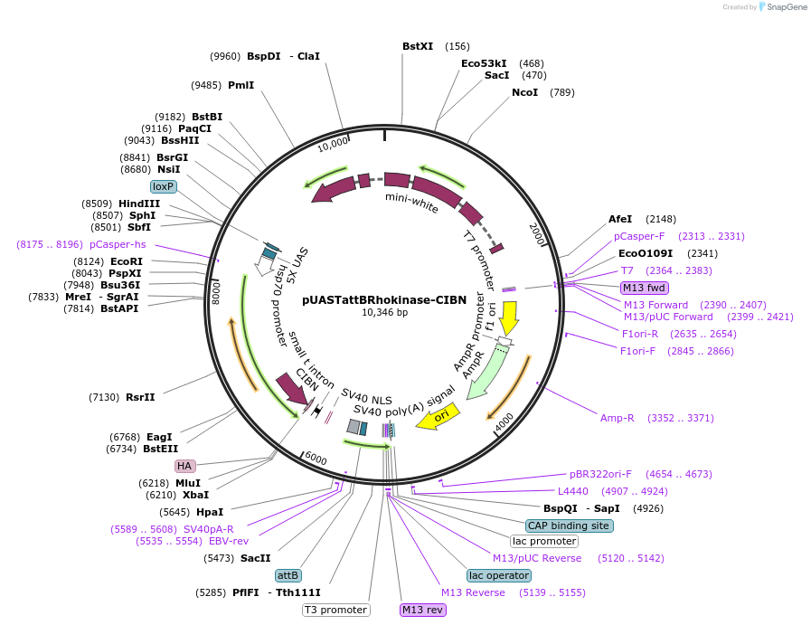 244066-plasmid-map-sequence-id-491038