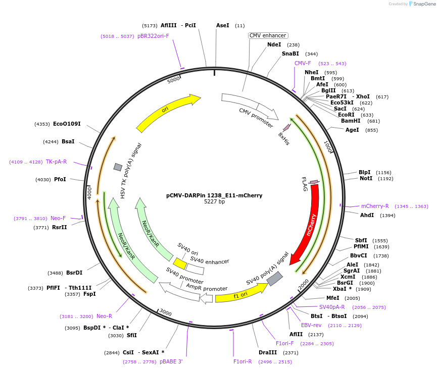 244028-plasmid-map-sequence-id-491040