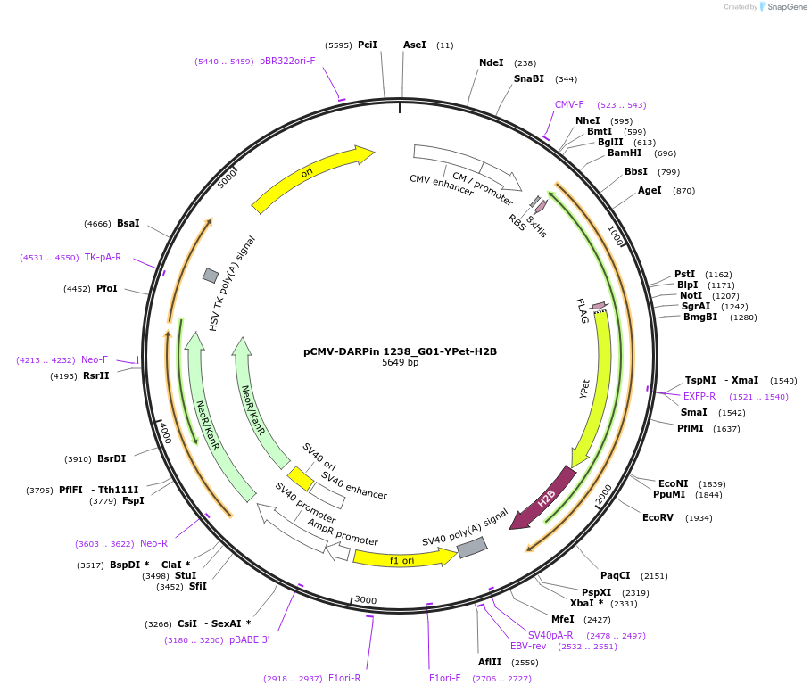 244035-plasmid-map-sequence-id-491041