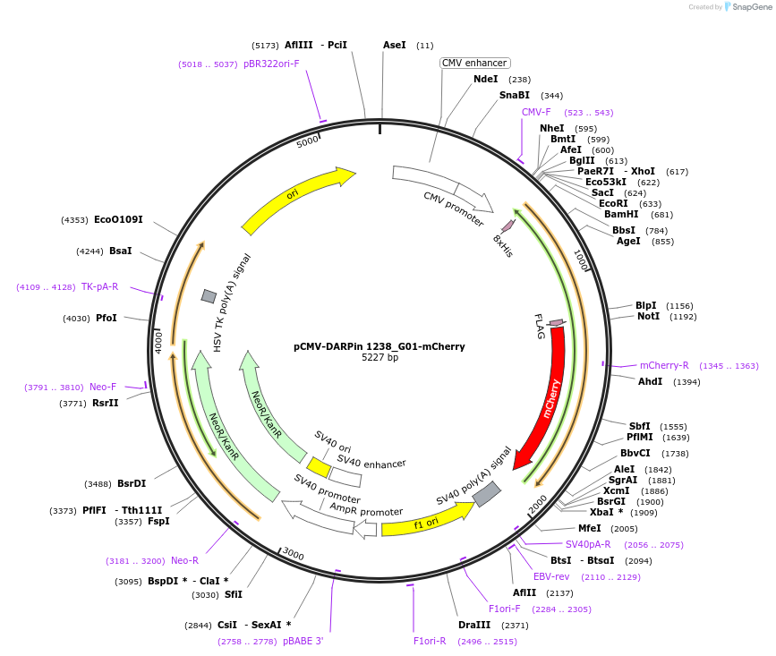 244029-plasmid-map-sequence-id-491044