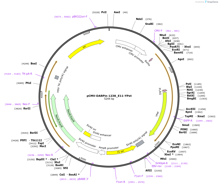 244038-plasmid-map-sequence-id-491045